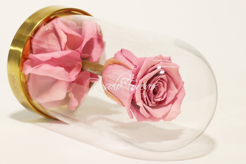 Belle rose éternelle sous cloche, taille L, rose-antique