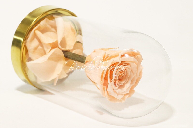 Belle rose éternelle sous cloche, taille L, saumon