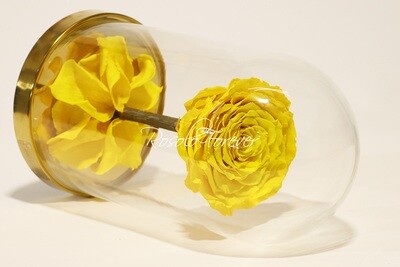 Belle rose éternelle sous cloche, taille XL, jaune