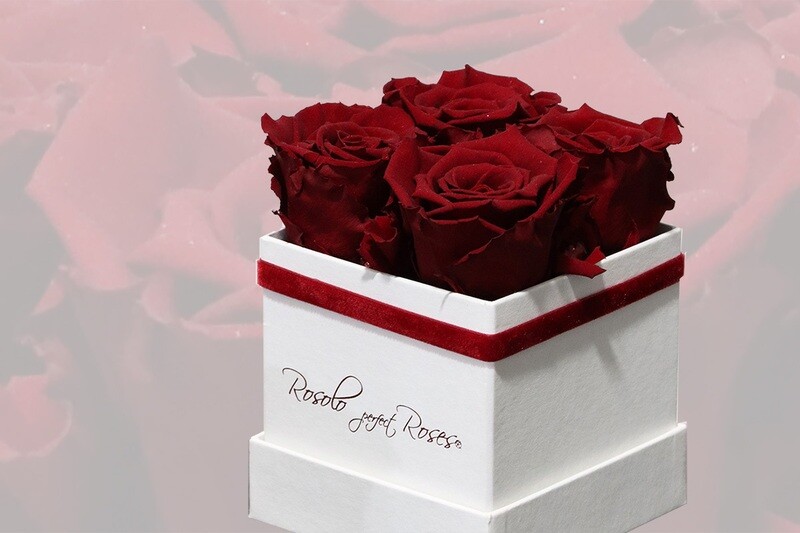 Boîte carrée, 4 roses éternelles en bordeaux-rouge