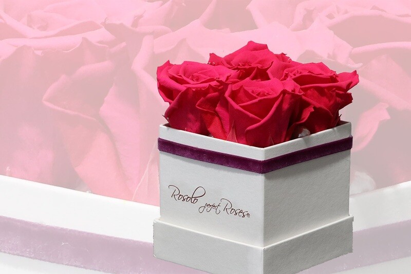 Boîte carrée, 4 roses éternelles en fuchsia-rose