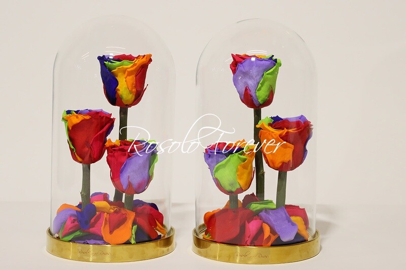 Belle rose éternelle sous cloche, spéciale, arc-en-ciel
