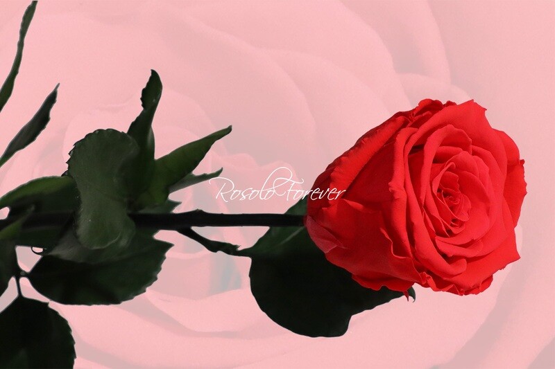 Rose éternelle, large, couleur orange