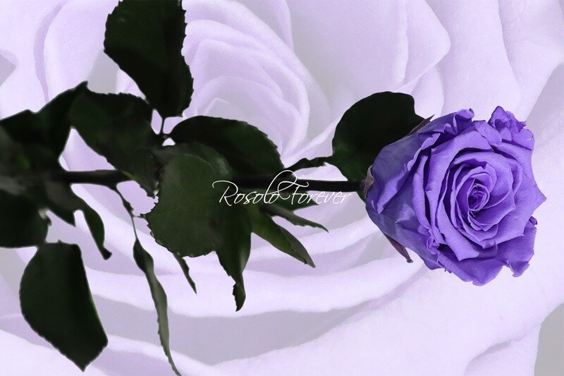 Rose éternelle, large, couleur mauve