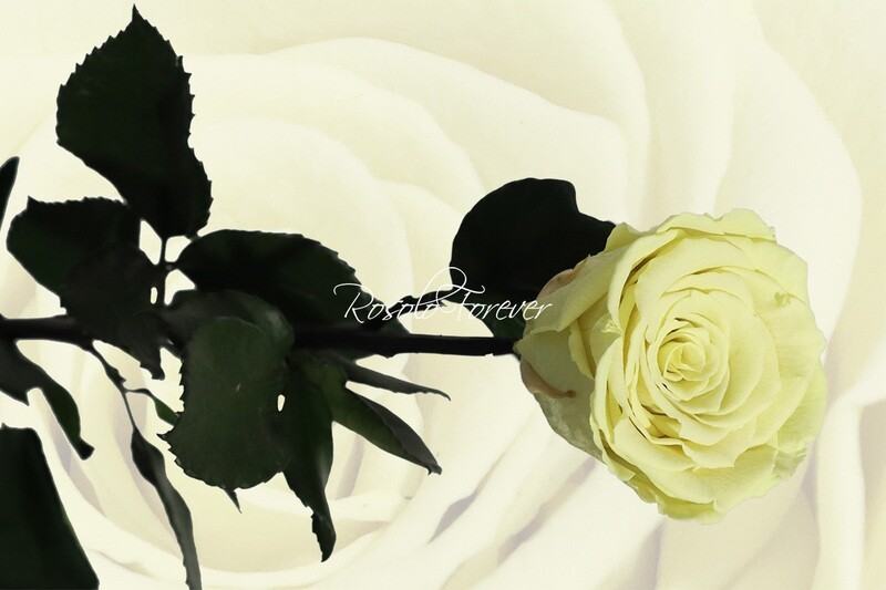 Rose éternelle, large, couleur jaune pâle