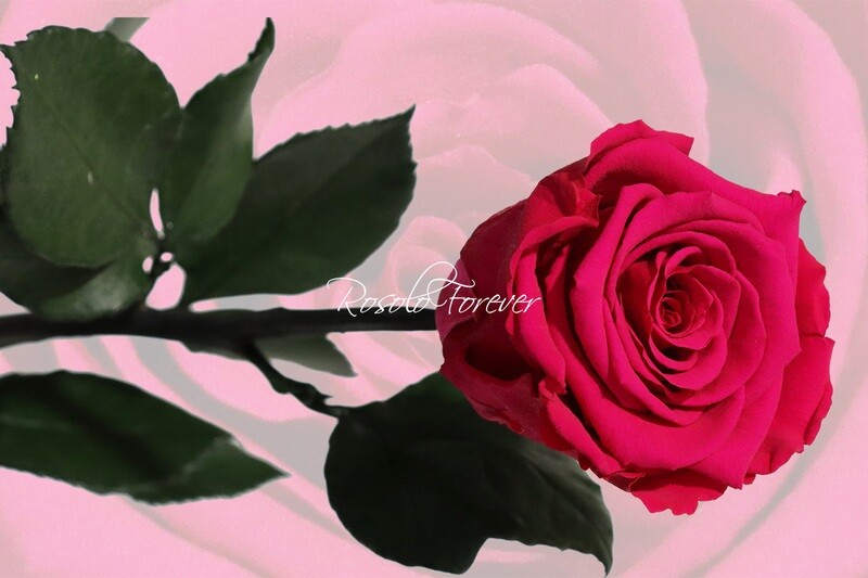 Rose éternelle, large, couleur fuchsia