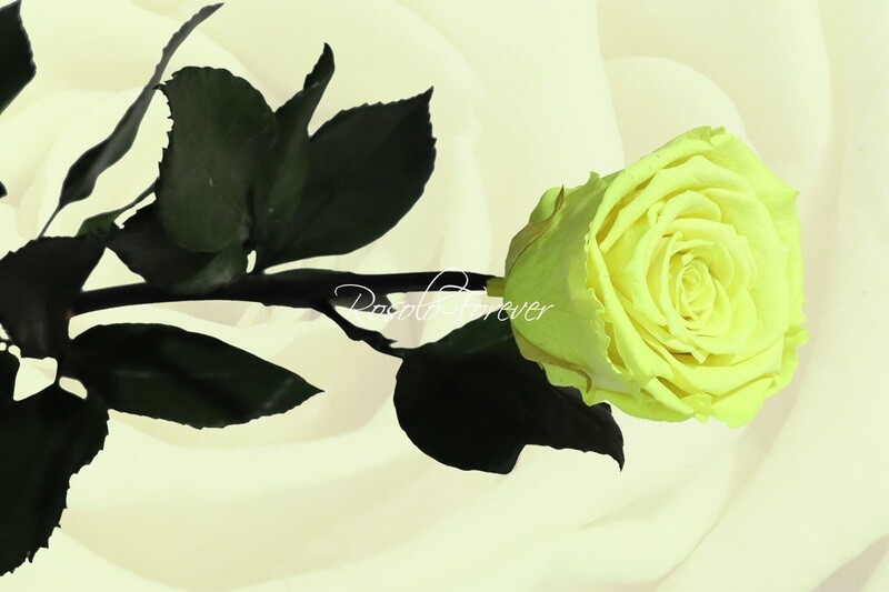 Rose éternelle, large, couleur jaune fluorisant