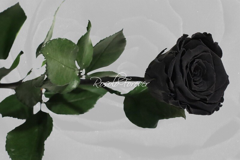 Rose éternelle, large, couleur noir