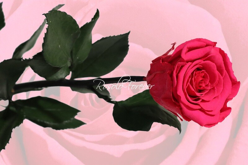 Rose éternelle, large, couleur pink