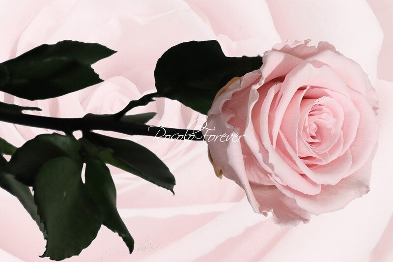 Rose éternelle, large, couleur rose clair