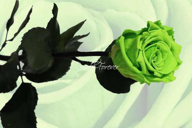Rose éternelle, large, couleur vert claire