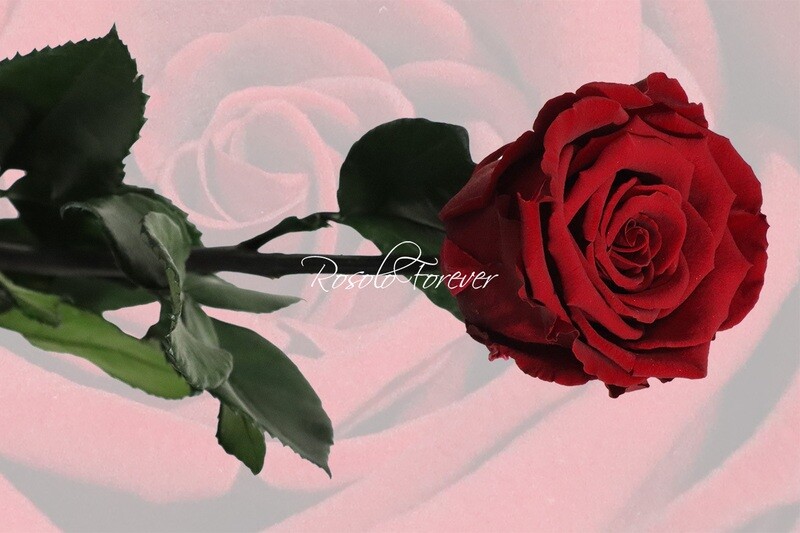 Rose éternelle, large, couleur rouge bordeau