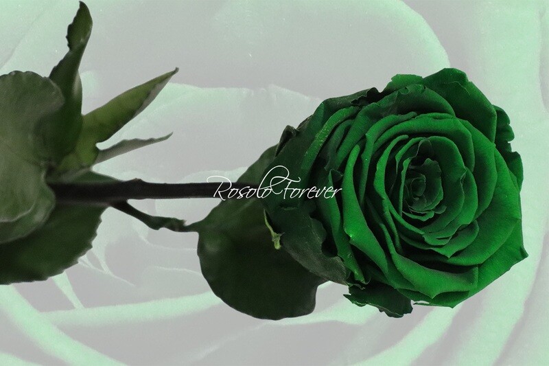Rose éternelle, large, couleur vert foncé