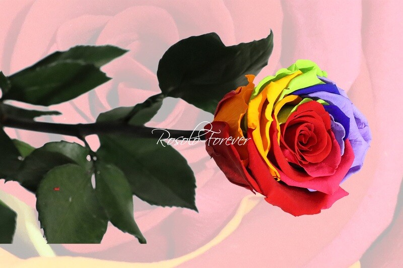 Rose spéciale, large, couleur rainbow