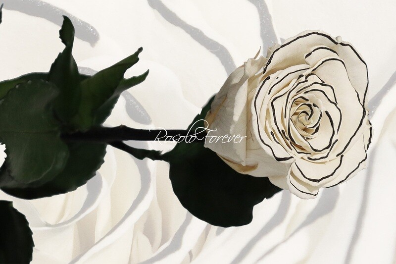 Rose spéciale, large, en blanc et noir