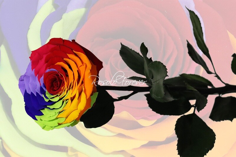 Rose spéciale, XXL, couleur rainbow