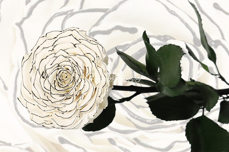 Rose spéciale, XXL, couleur blanc-noir