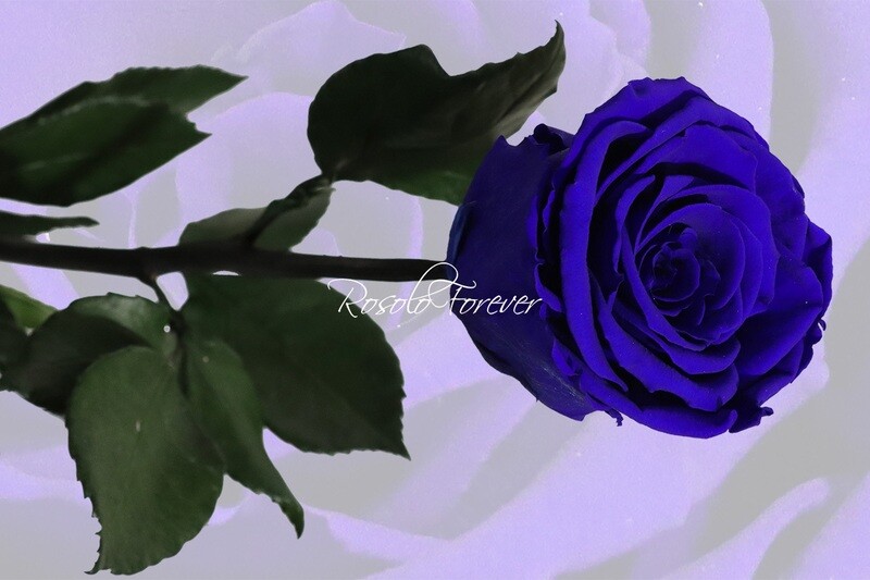 Rose stabilisée, large, en bleu foncé