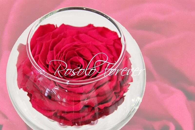 Grande rose, fuchsia, dans un vase boule
