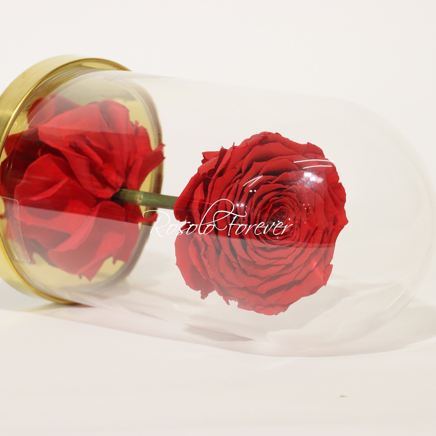 Belle grande rose éternelle sous cloche, taille XL, rouge vif