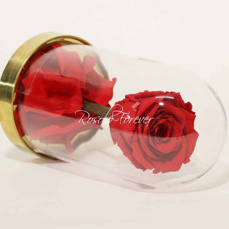 Belle rose éternelle sous cloche, taille L, rouge vif