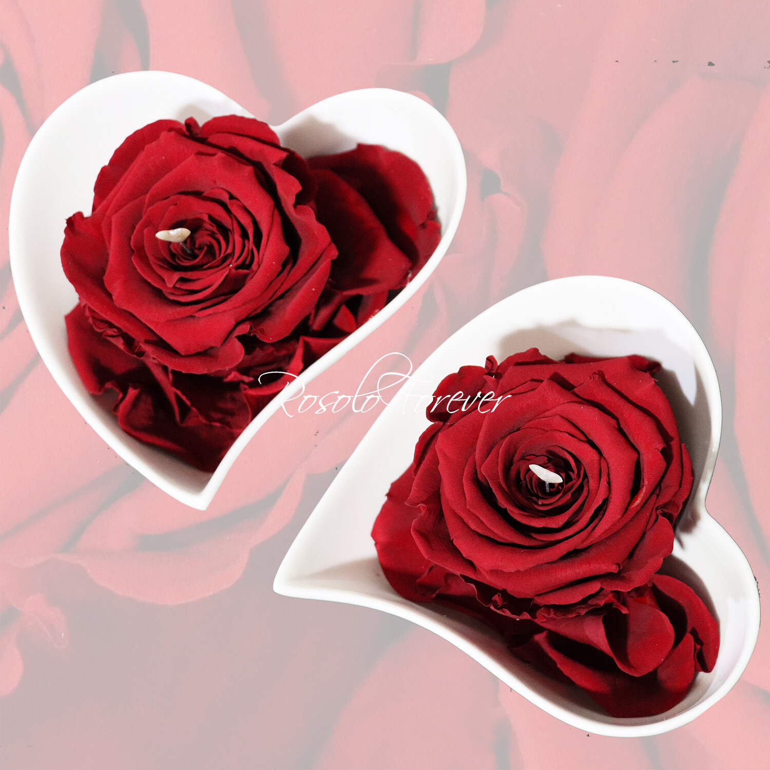 Coeur mignon, une rose éternelle en rouge