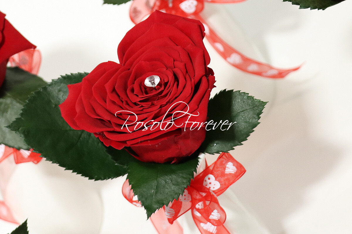 Superbe rose Corazon, rouge dans un vase en céramique