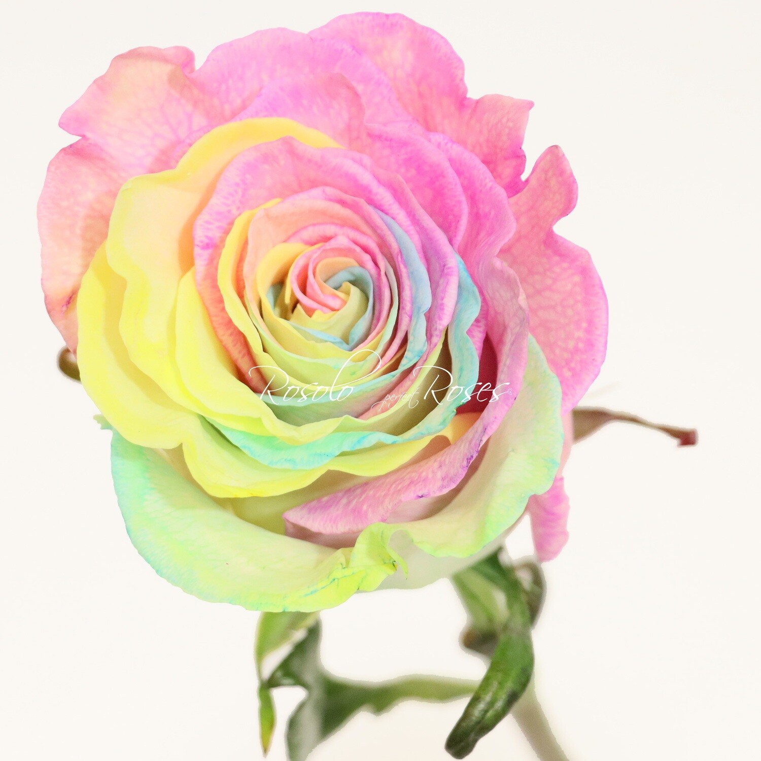 Rose "Rainbow", variante pastel