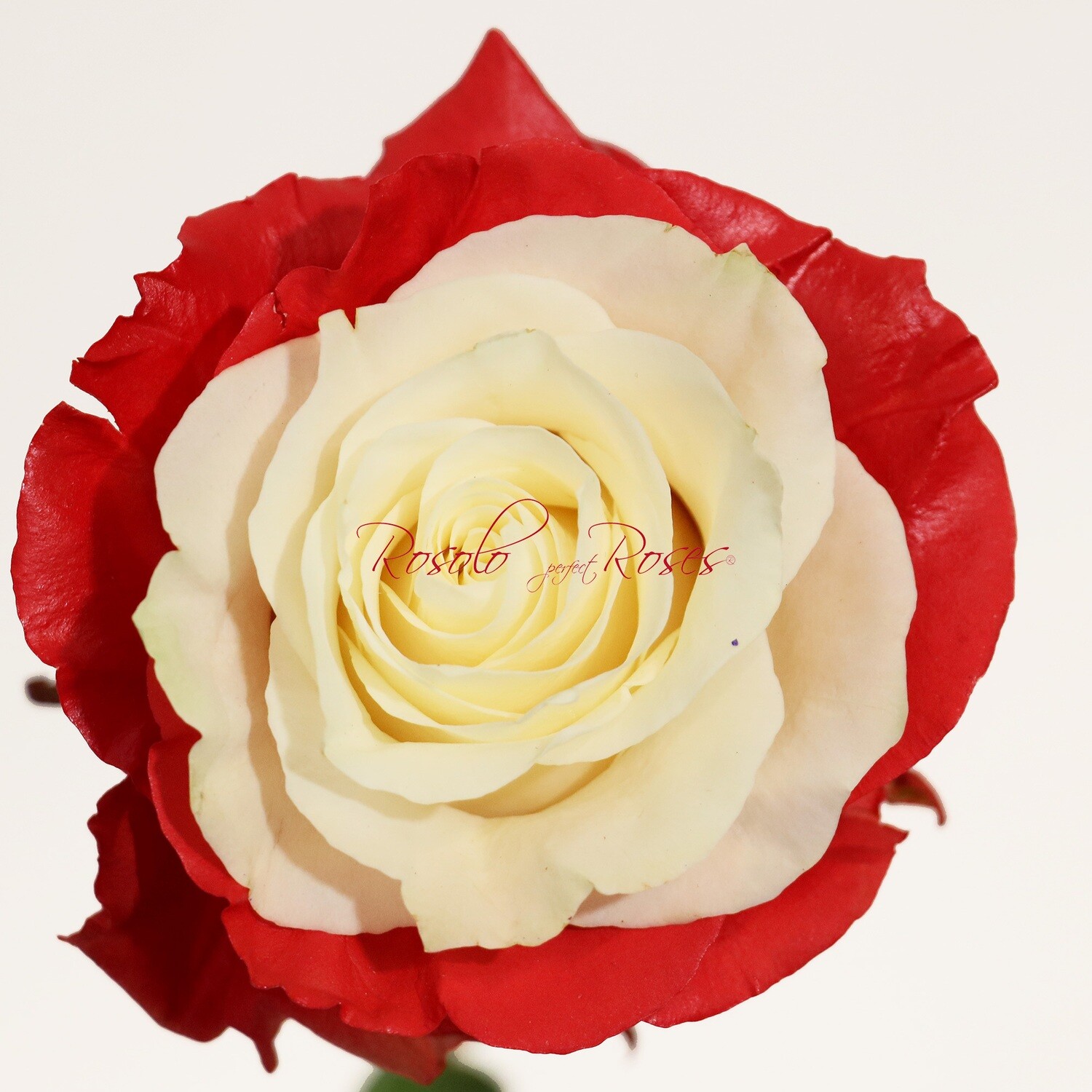 Rose originale en blanc et rouge