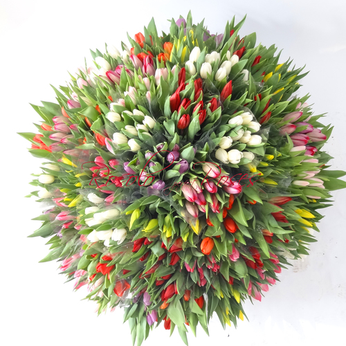505 Tulipes dans un arrangement spectaculaire