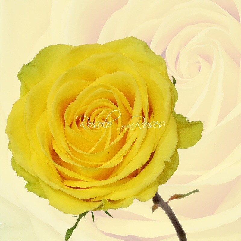 Grande Rose "Stardust"