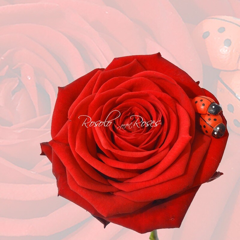 Rose "Naomi Red"