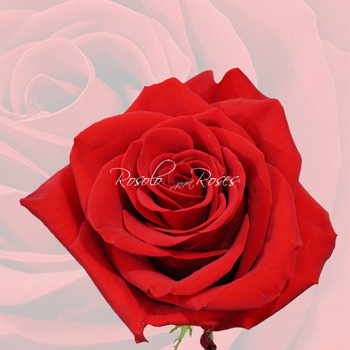 Belle Rose "Freedom"