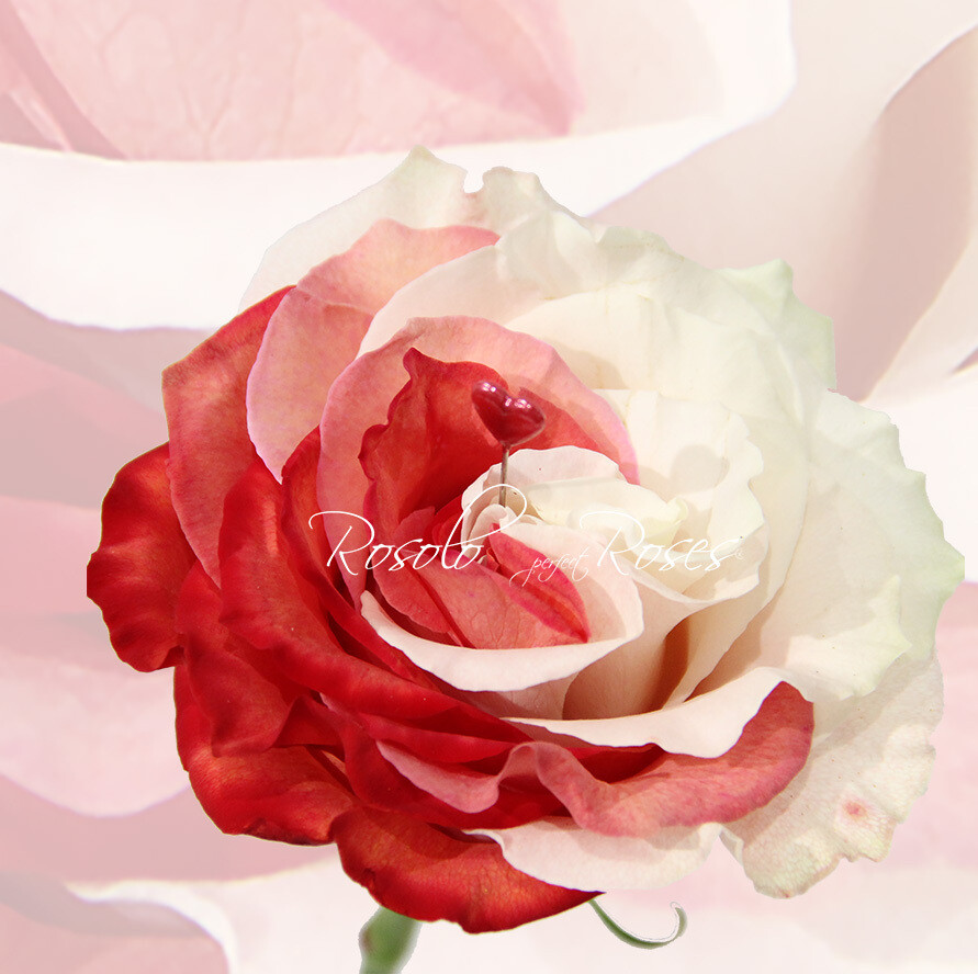 TEINTÉE: Rose spéciale "My Love"