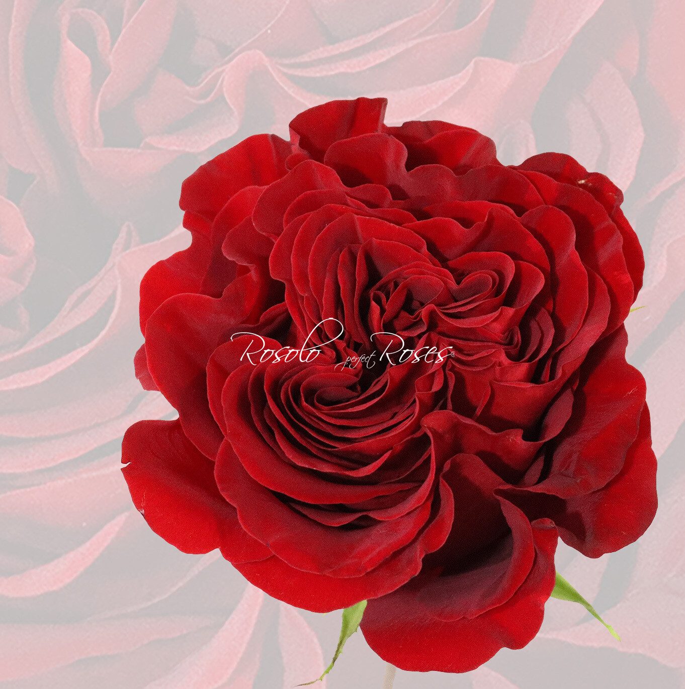 Splendide Rose "Heart"