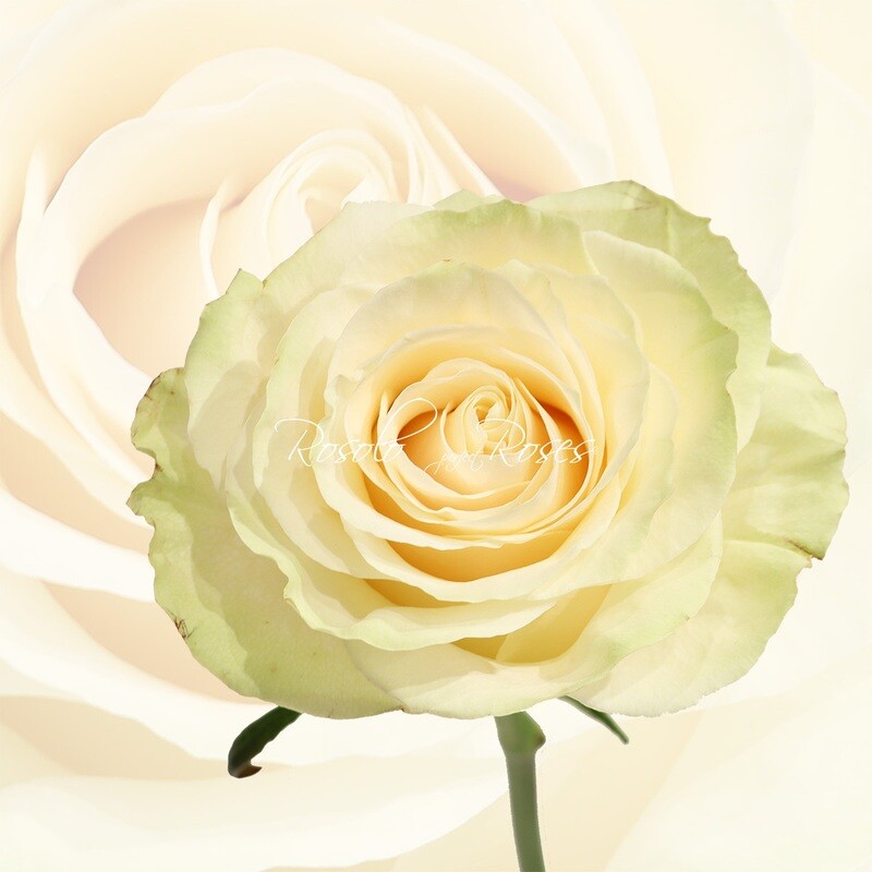 Grande Rose "Mondial"