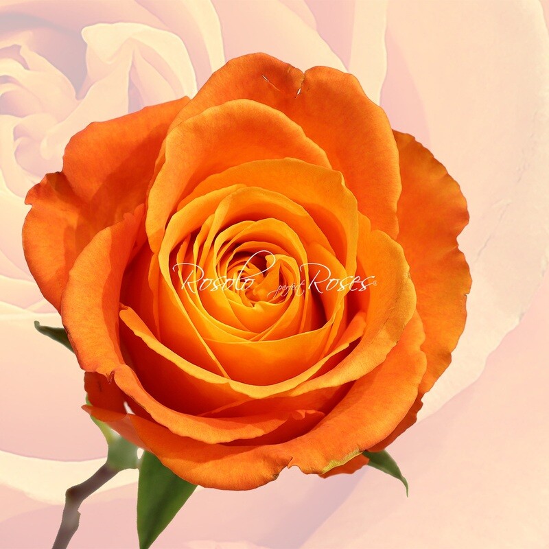 Superbe Rose "Clarence"