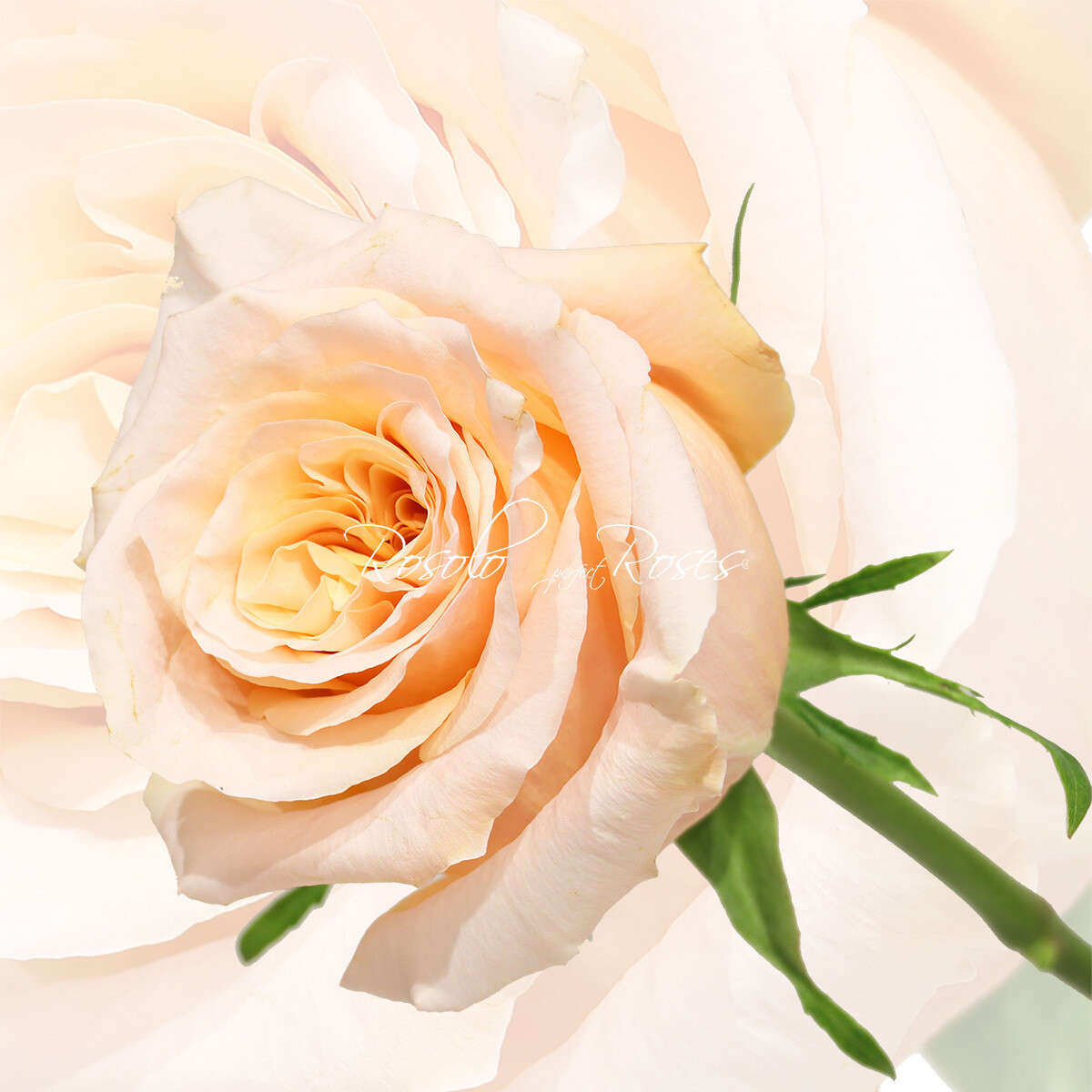 Superbe Rose  "Shimmer"