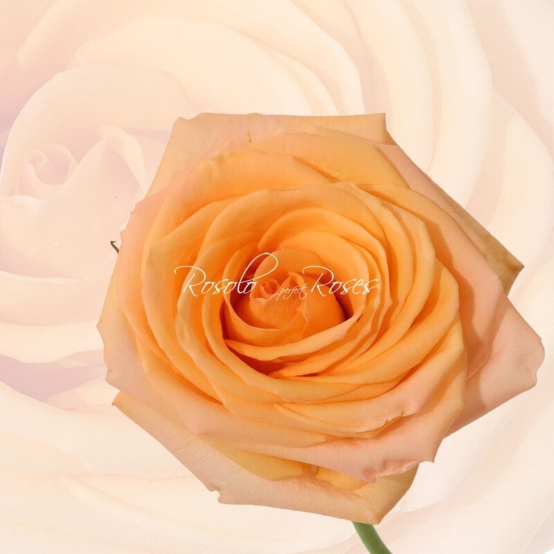 Rose "Peach Avalanche"