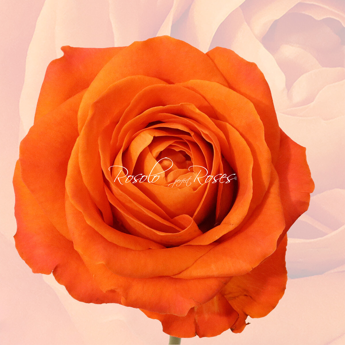 Rose lumineuse "Orange Crush"