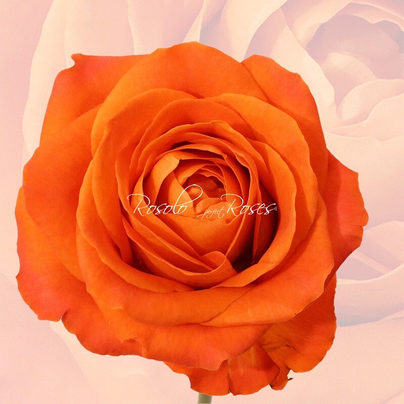 Rose lumineuse "Orange Crush"