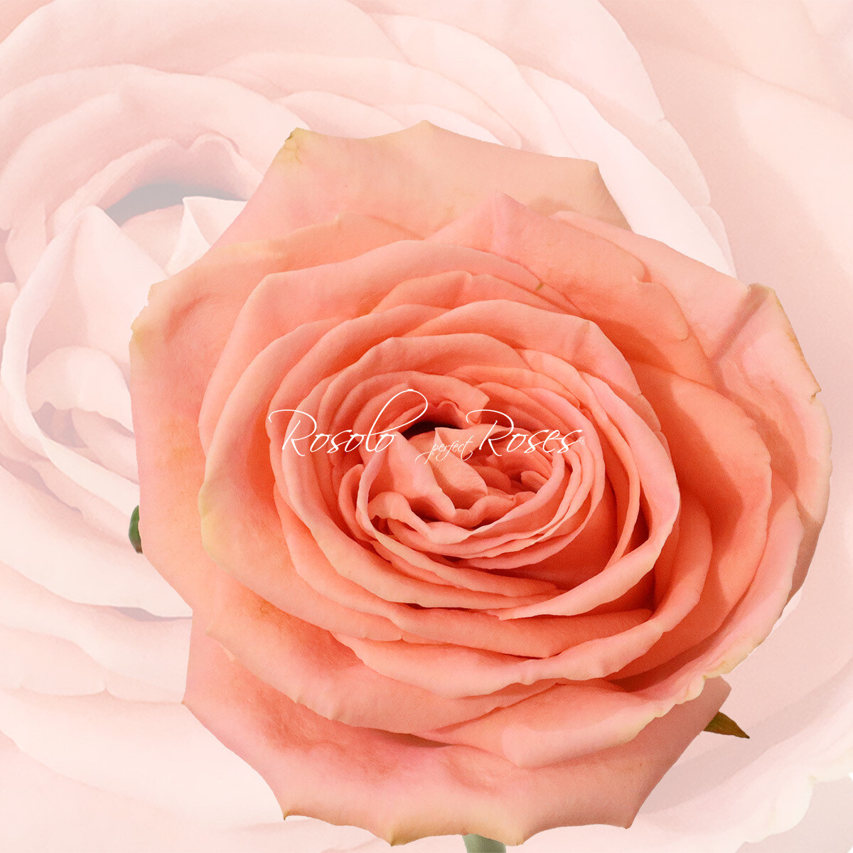 Splendide Rose "Sophia Loren"