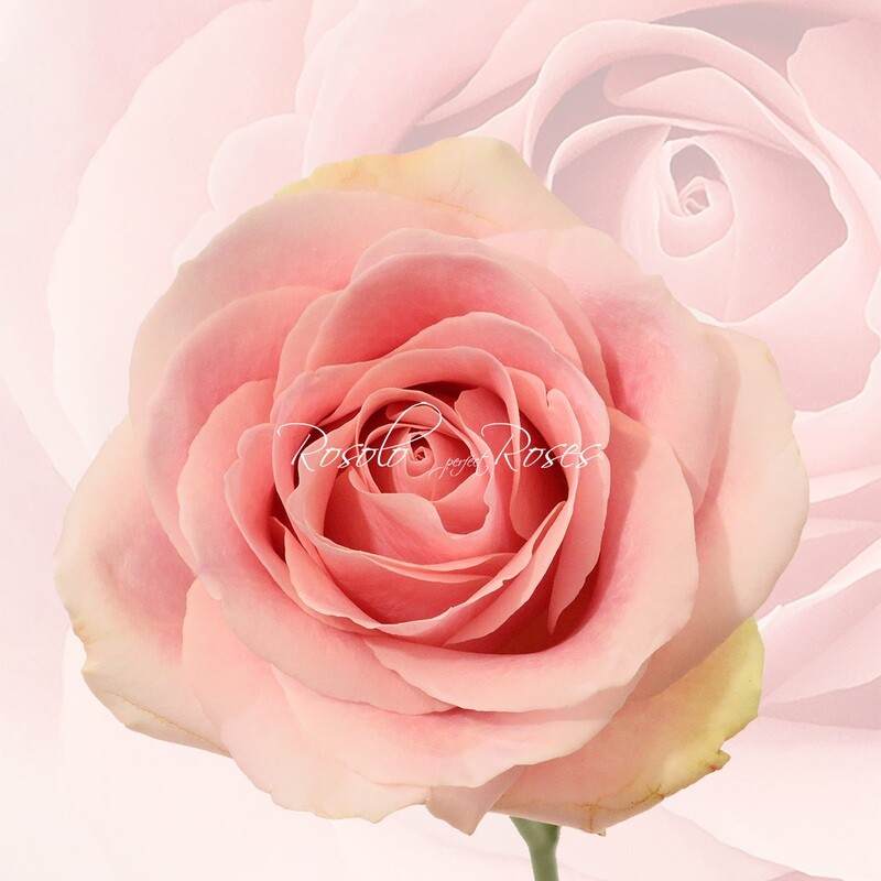 Belle Rose "Sweet Avalance"