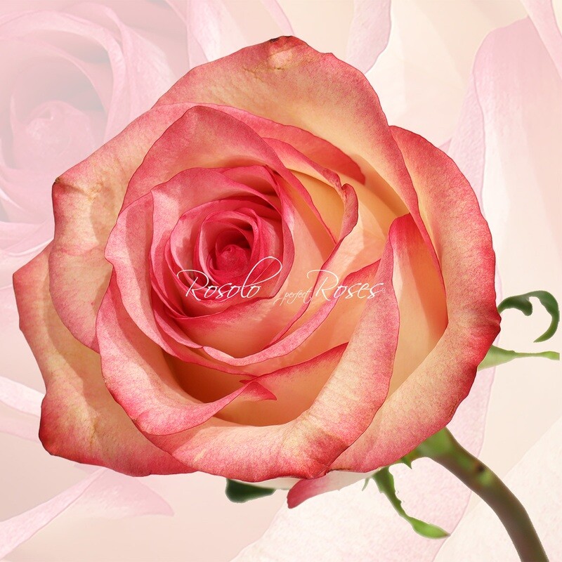 Belle Rose bicolor "Paloma"