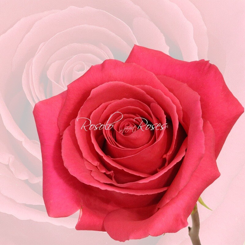 Superbe Rose "Pink Floyd"