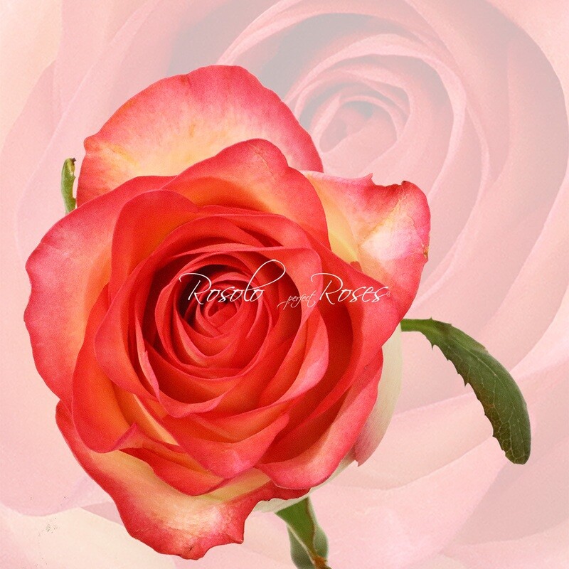 Rose bicolor "Jumilia"