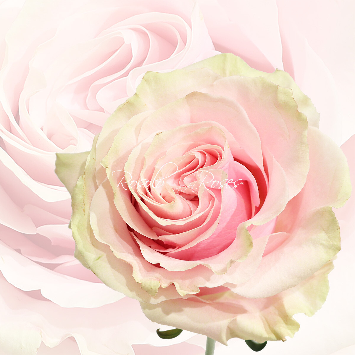 Grande Rose "Pink Mondial"