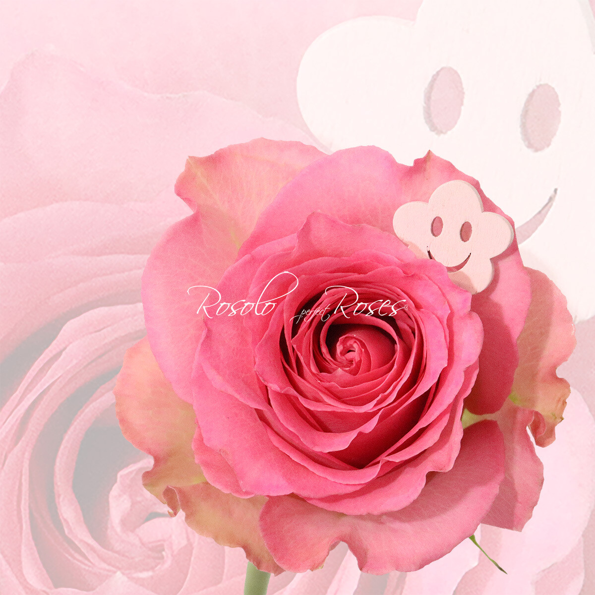 Belle Rose "Sweet Unique"