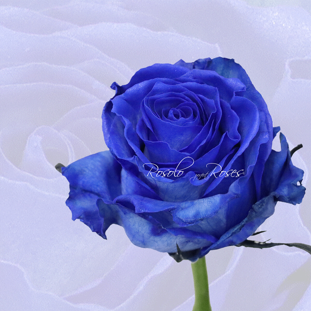 TEINTÉE: Rose spéciale "Blue Mondial"