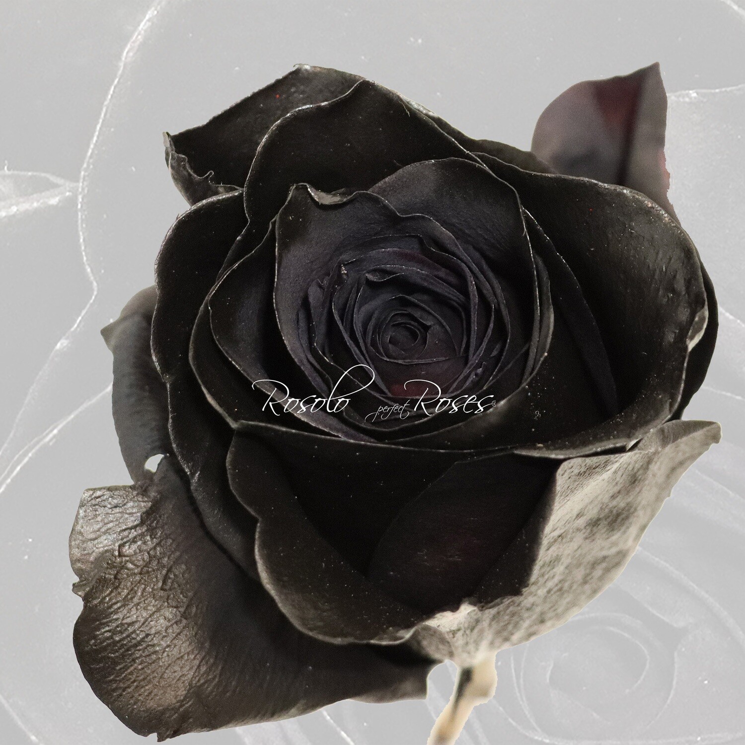 TEINTÉE: Rose spéciale "Black Mondial